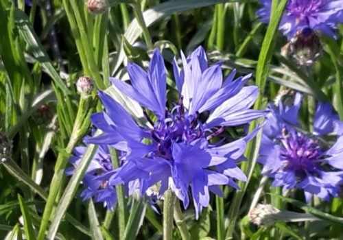 Kornblume in Rosmarie's Kräutergarten in Irschen