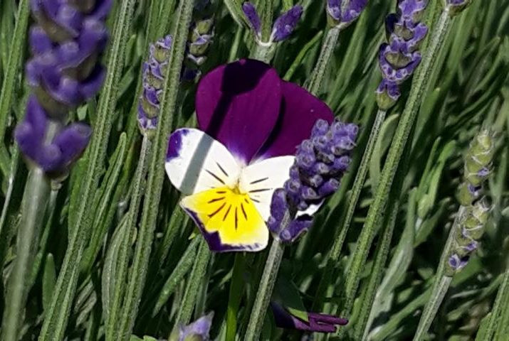 Ackerveilchen, (Stiefmütterchen) Und Lavendel In Rosmarie's Kräutergarten In Irschen